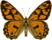 An orange and black buttefly