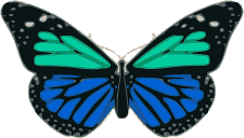 A blue and turquoise butterfly