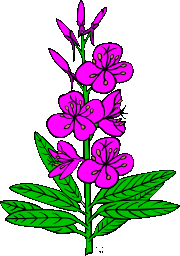 Purple-pink flowers on a stem with leaves