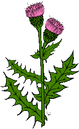 A pink thistle